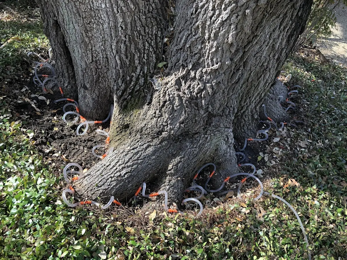 Detailed Tree Cabling and Bracing job site in Custer