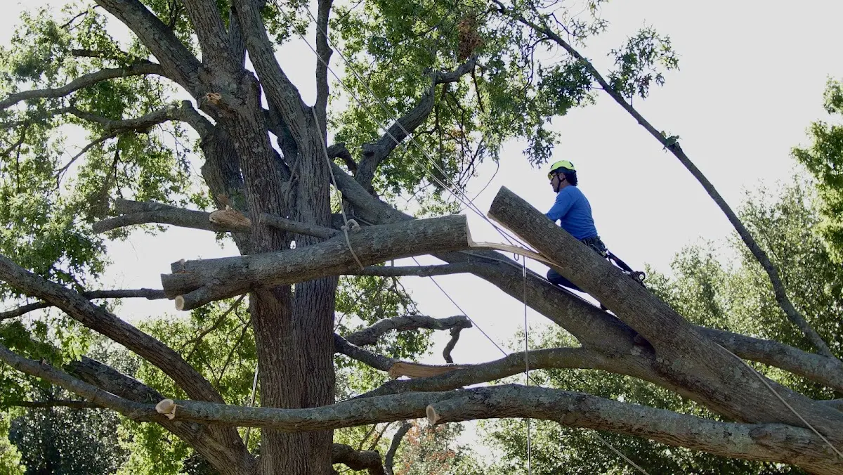 Professional Crown Thinning performed by certified arborists in Custer