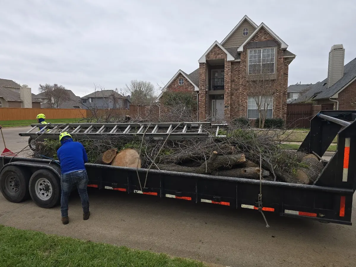 Expert Tree Pest Control with proper safety equipment in Custer